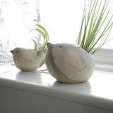 Small and large bird with air plants on windowsill