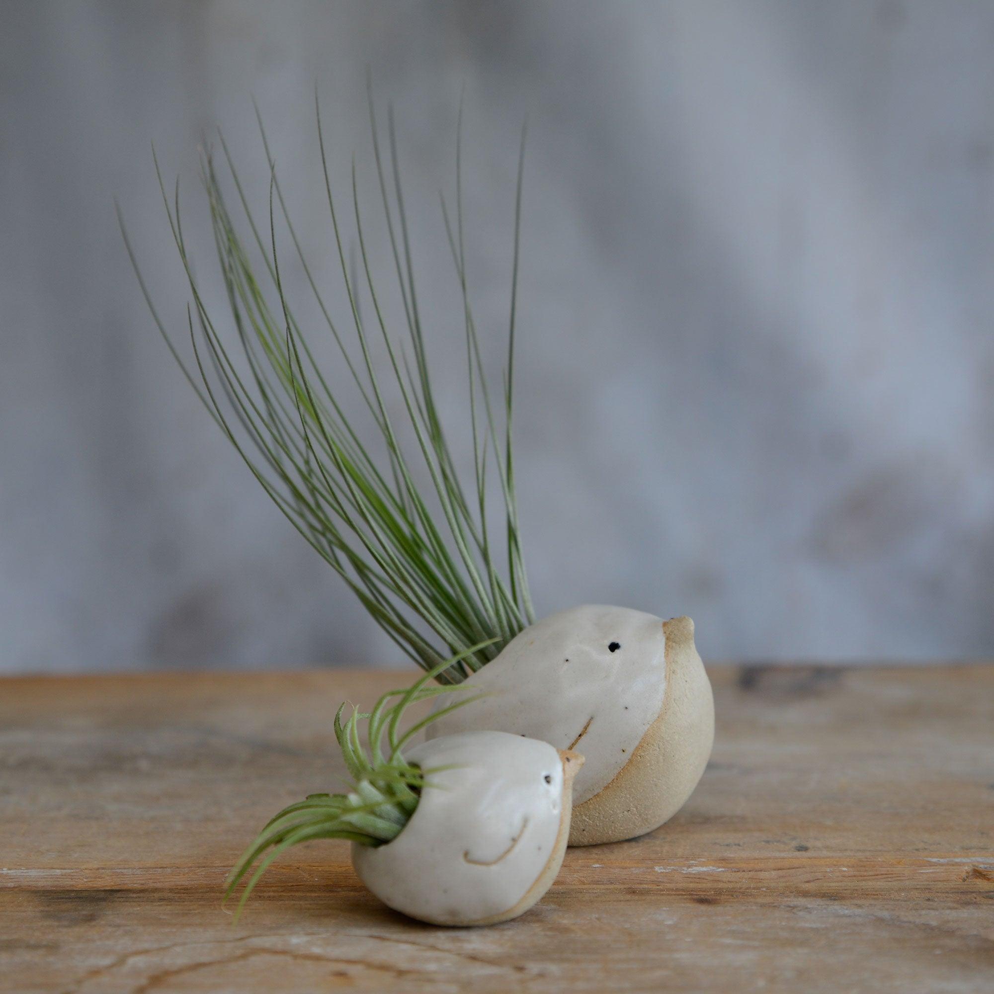 Alternate side view of small and large white birds with air plants