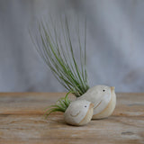 Side view of small and large white birds with air plants