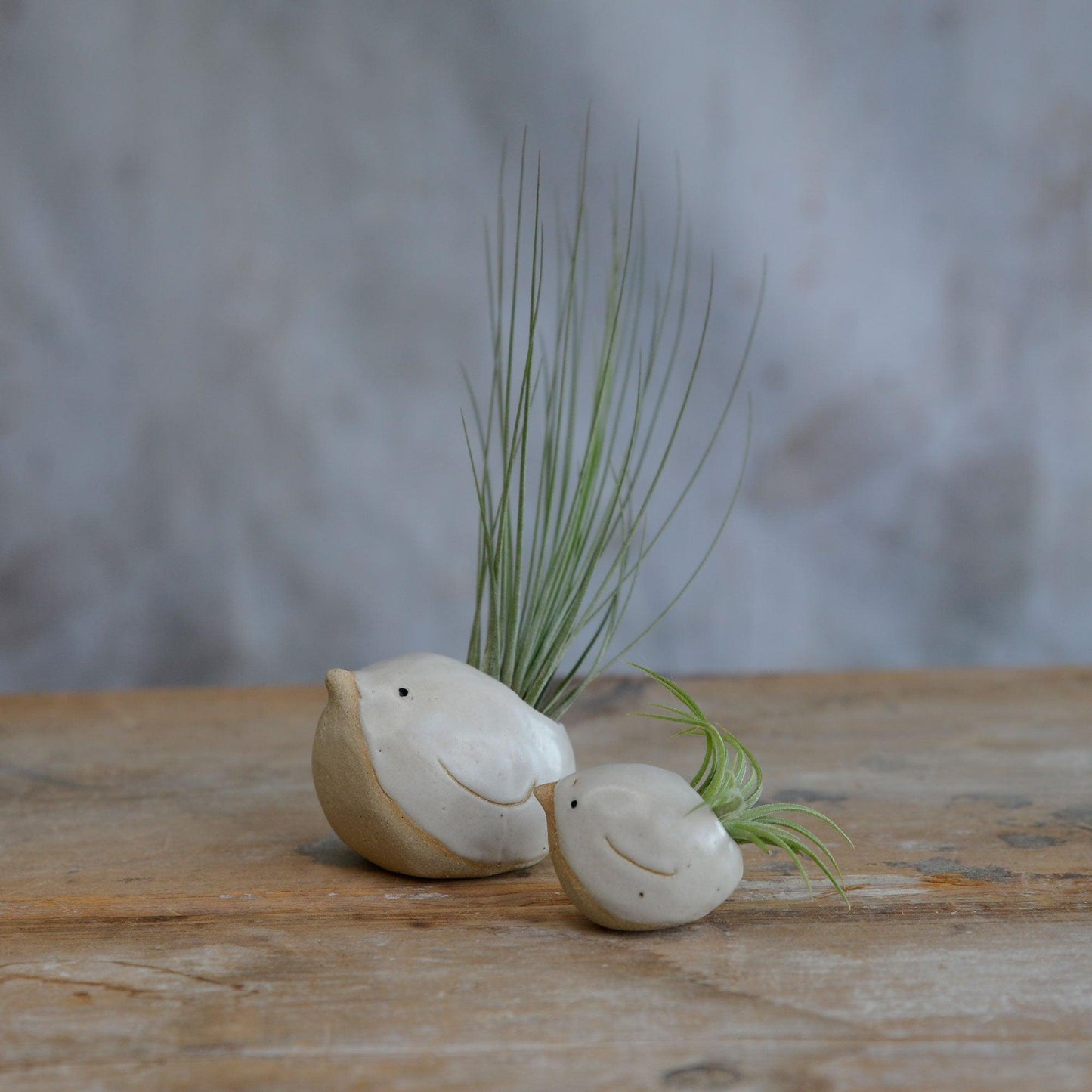 Alternate side view of small and large white birds with air plants