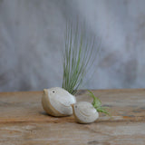 Alternate side view of small and large white birds with air plants