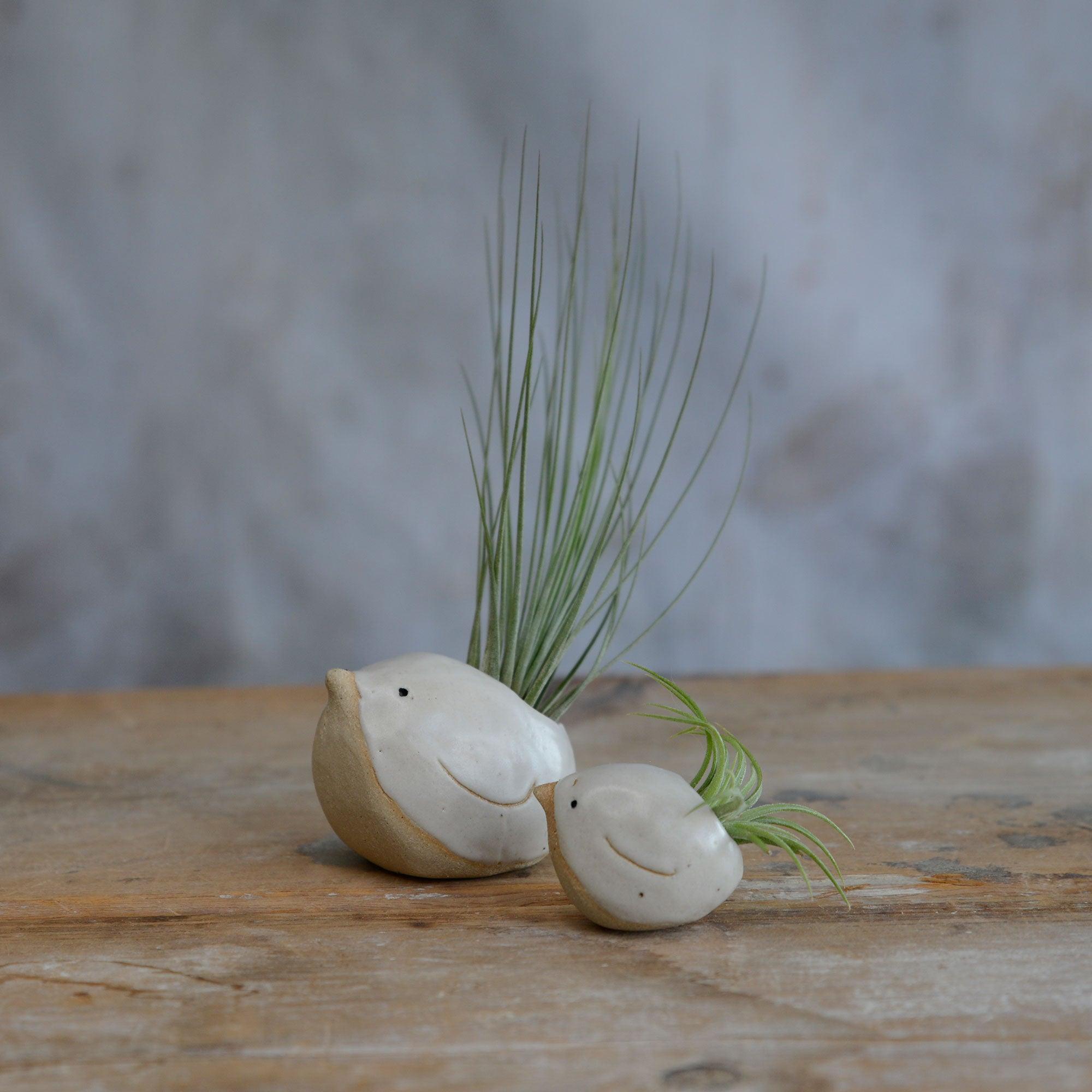 Alternate side view of small and large white birds with air plants