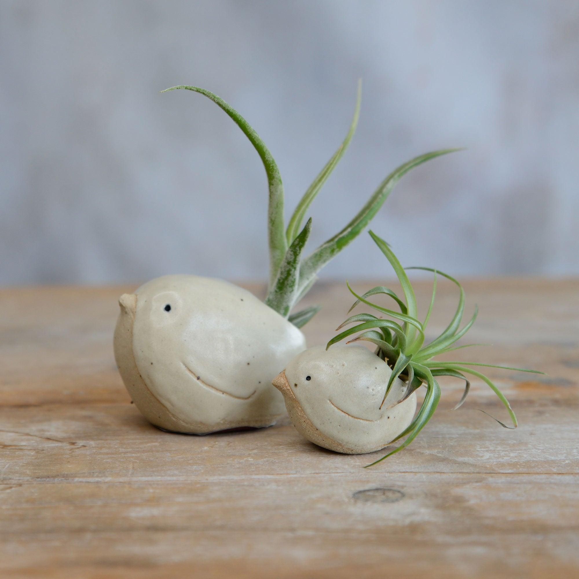 Alternate side view of small and large yellow birds with air plants