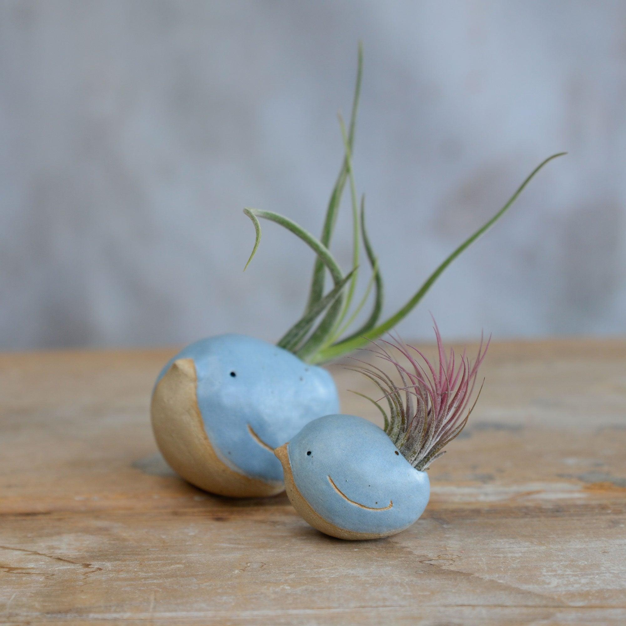 Alternate side view of small and large blue birds with air plants