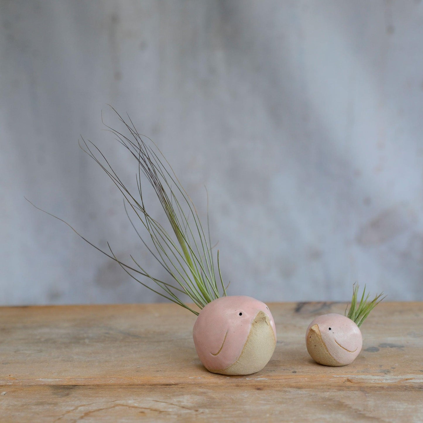 Large pink with Juncifolia and small pink with Ionantha birds