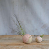 Large pink with Juncifolia and small pink with Ionantha birds