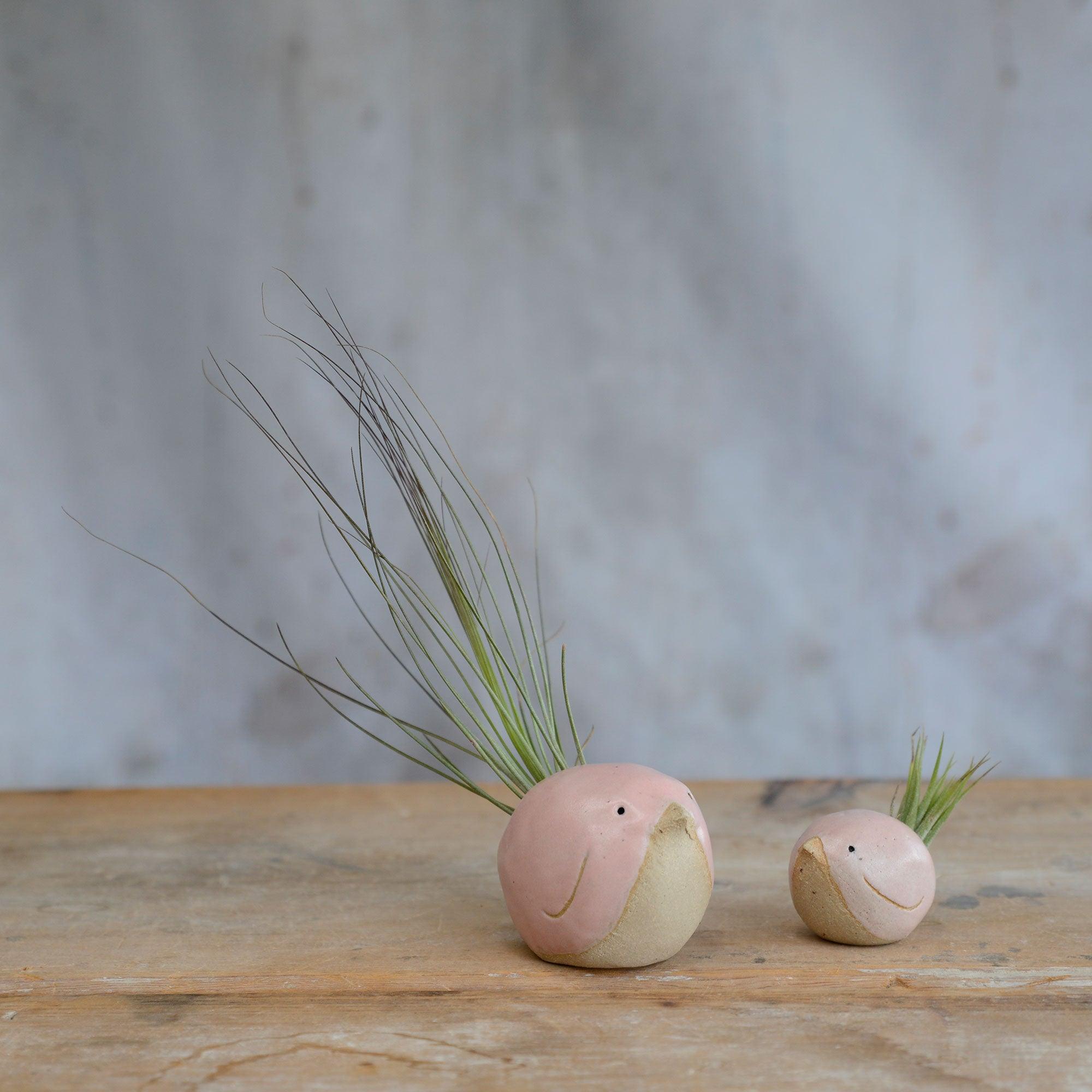 Large pink with Juncifolia and small pink with Ionantha birds