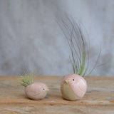 Alternate view of small and large pink birds with air plants