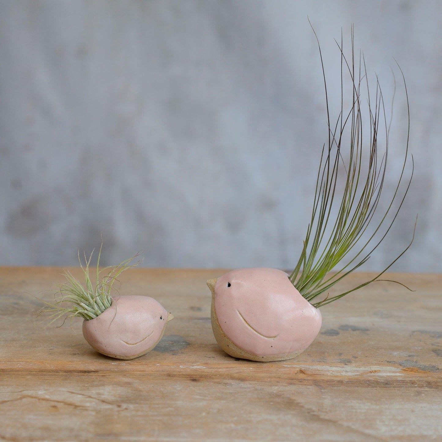 Alternate side view of small and large pink birds with air plants