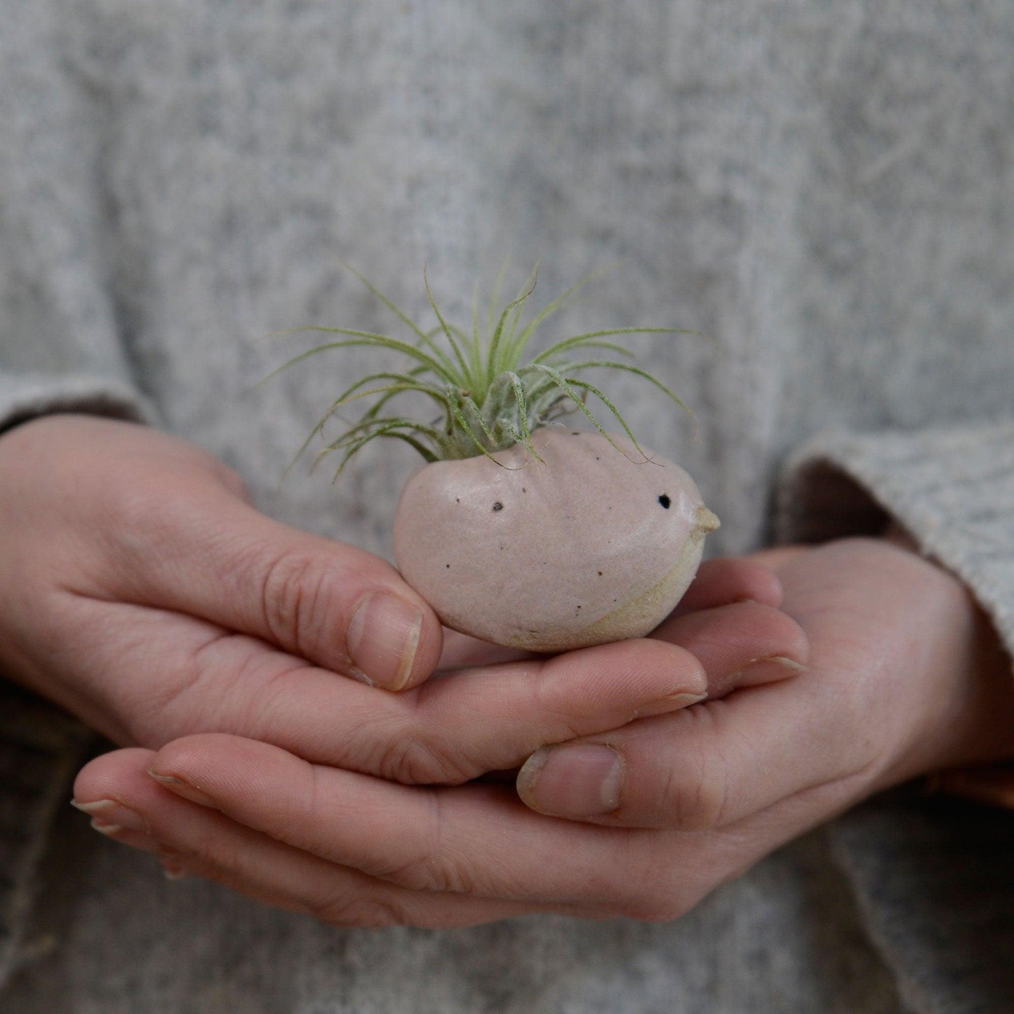 Small pink bird being held in hand for size reference