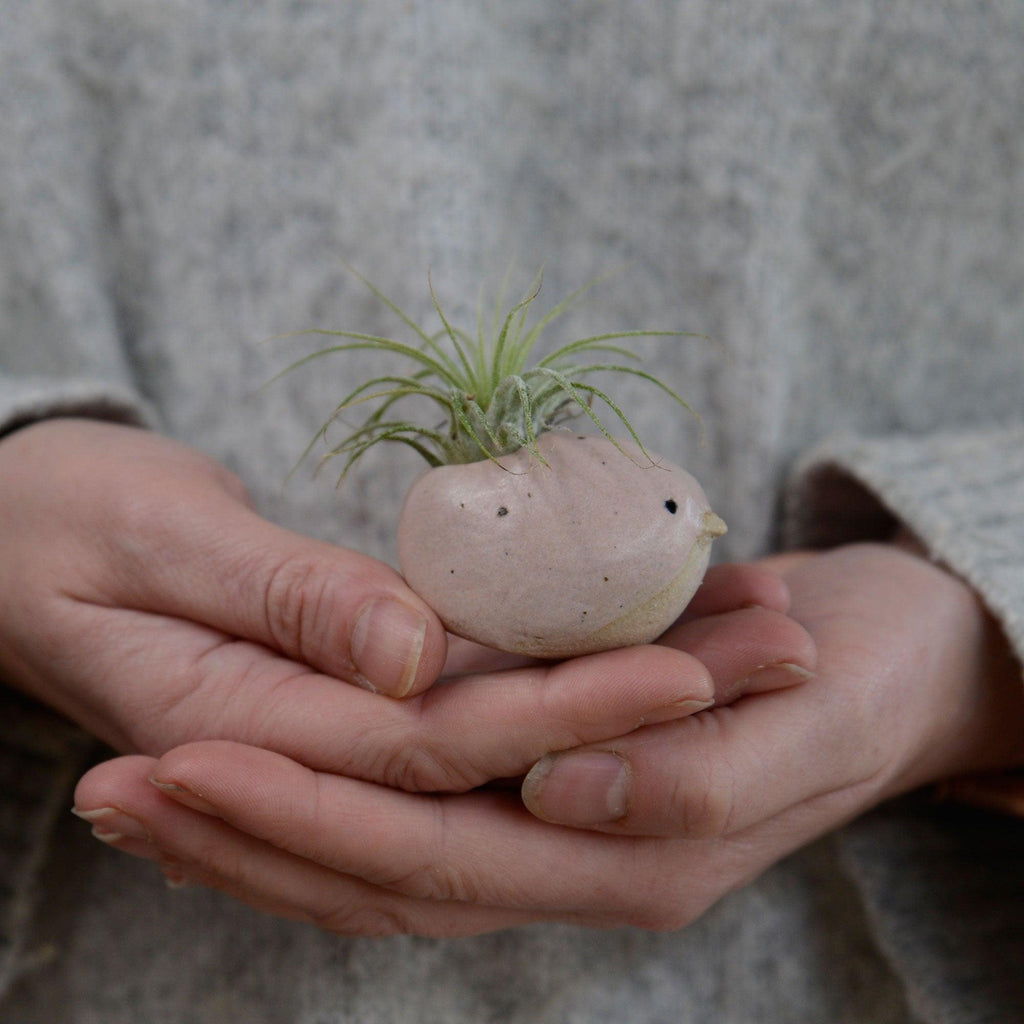 air plant hand holder Pink Bird Air Plant Holder | Air Plants