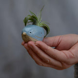 Small blue bird being held in hand for size reference