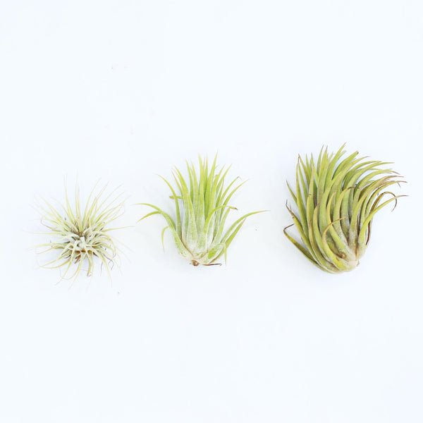 Ionantha Air Plant - Habulous