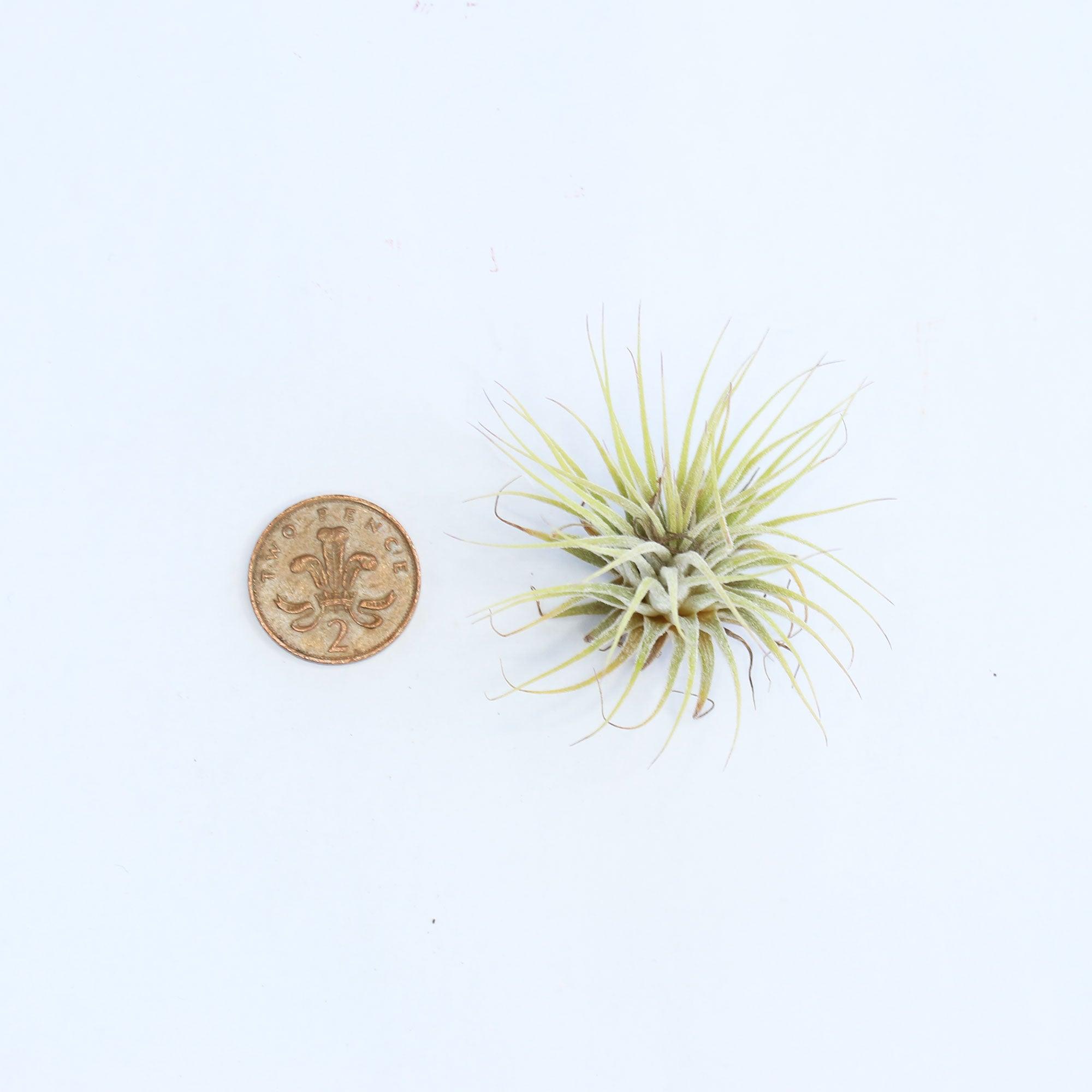 Ionantha Air Plant - Habulous
