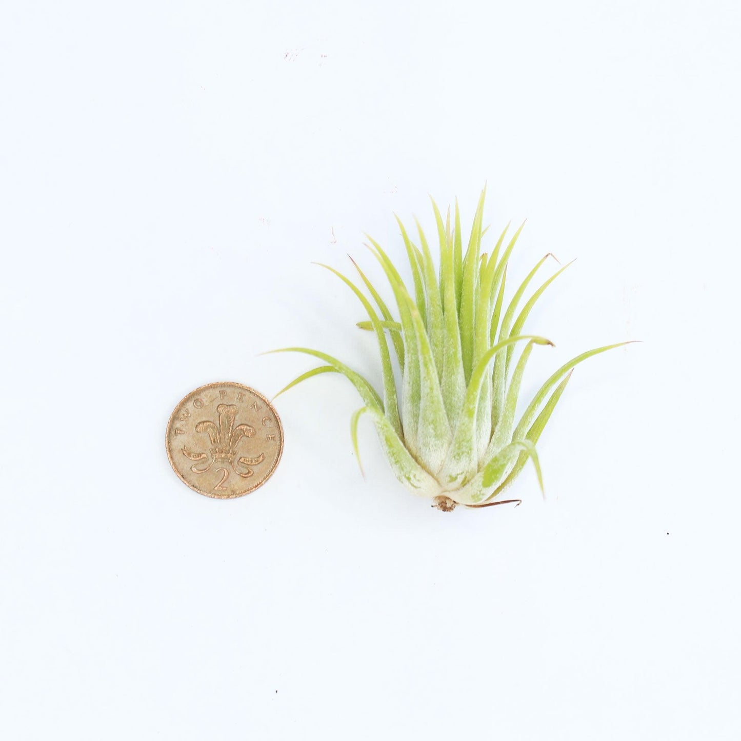 Ionantha Air Plant - Habulous