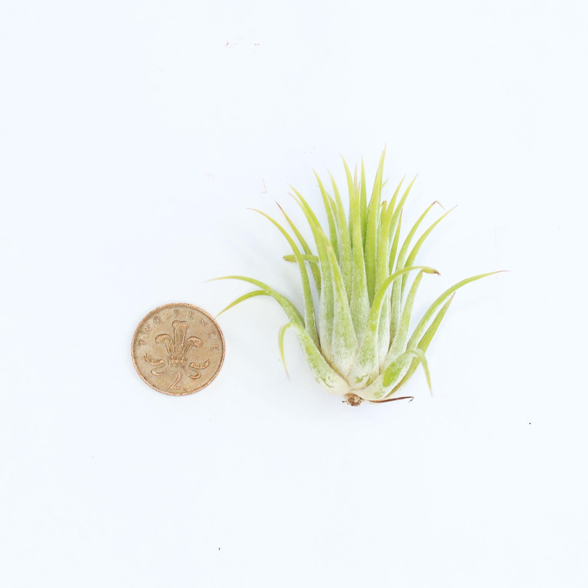 Ionantha Air Plant - Habulous