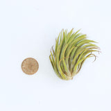 Ionantha Air Plant - Habulous