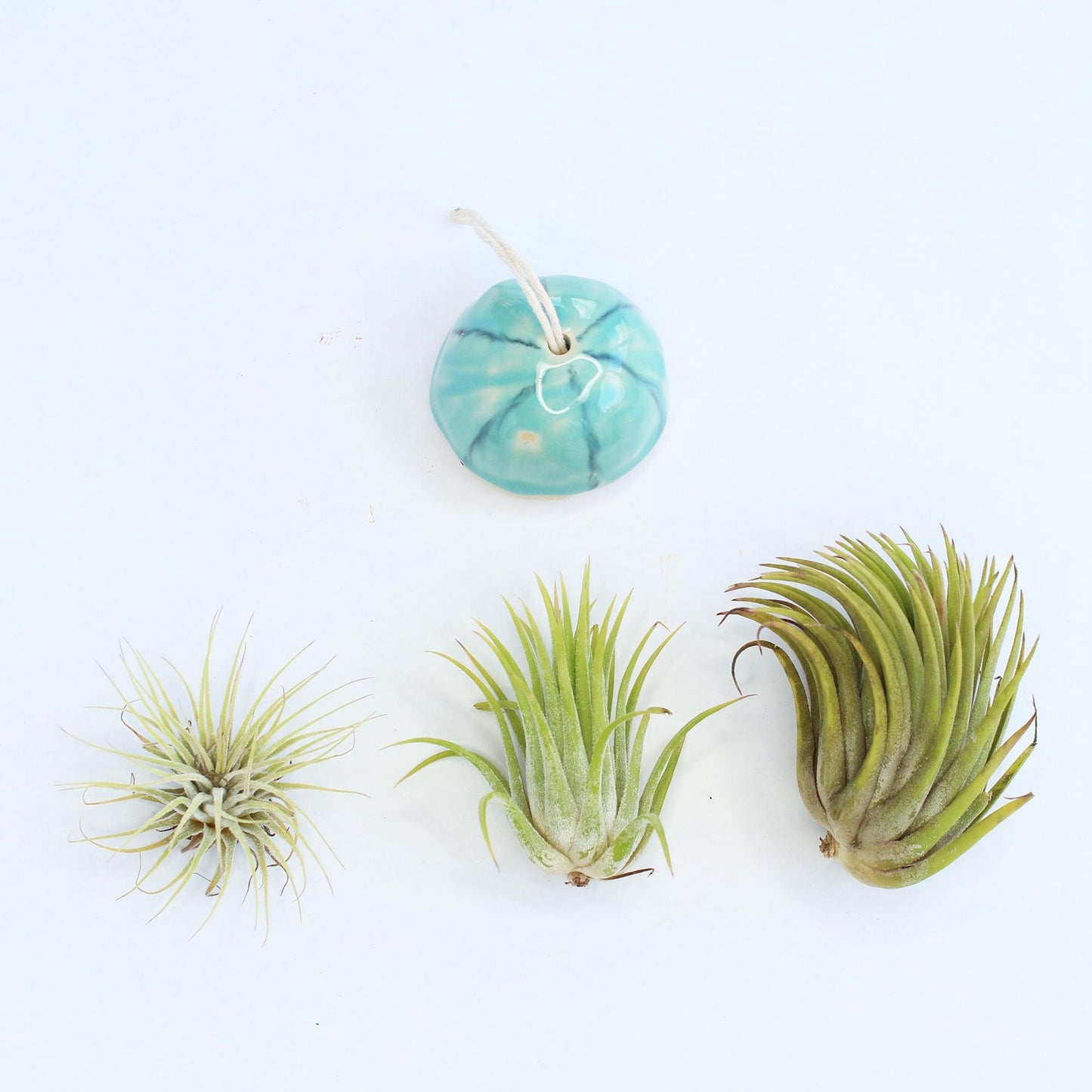 Ionantha Air Plant - Habulous