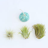 Ionantha Air Plant - Habulous