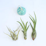 Caput Air Plant - Habulous