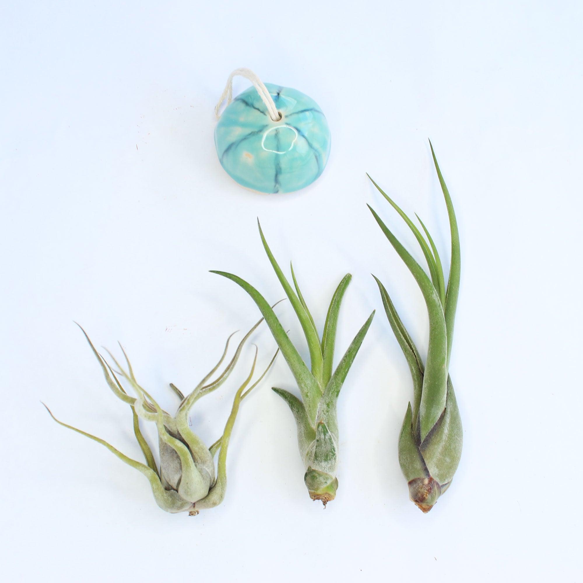 Caput Air Plant - Habulous