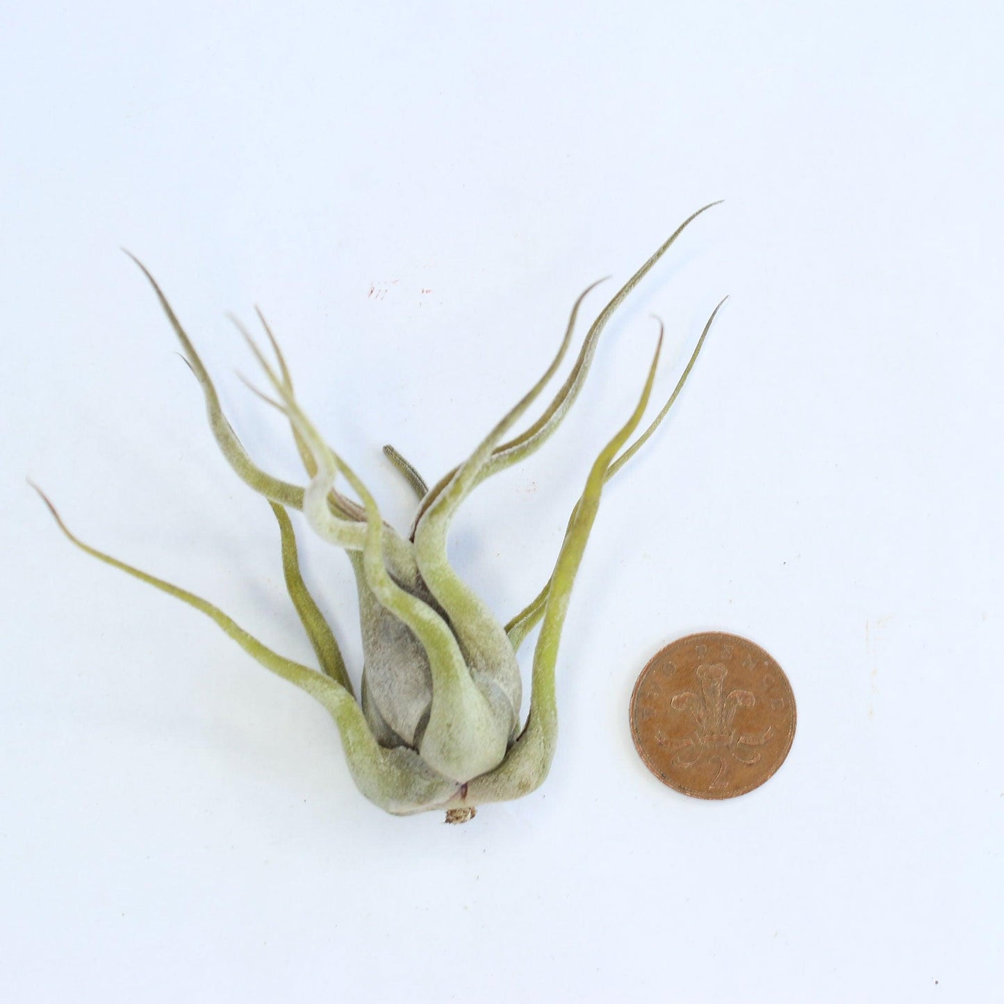 Caput Air Plant - Habulous