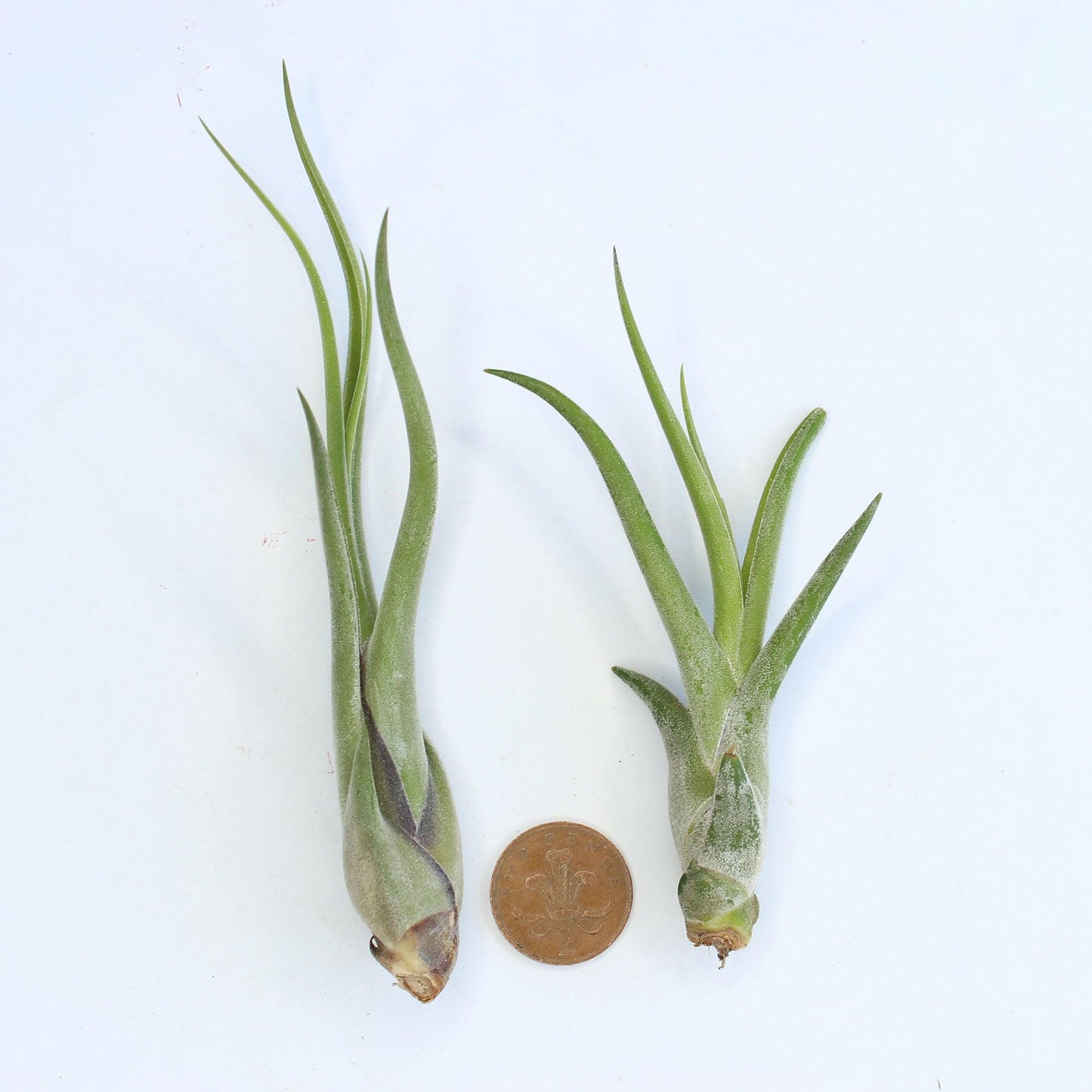 Caput Air Plant - Habulous