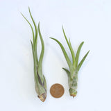 Caput Air Plant - Habulous