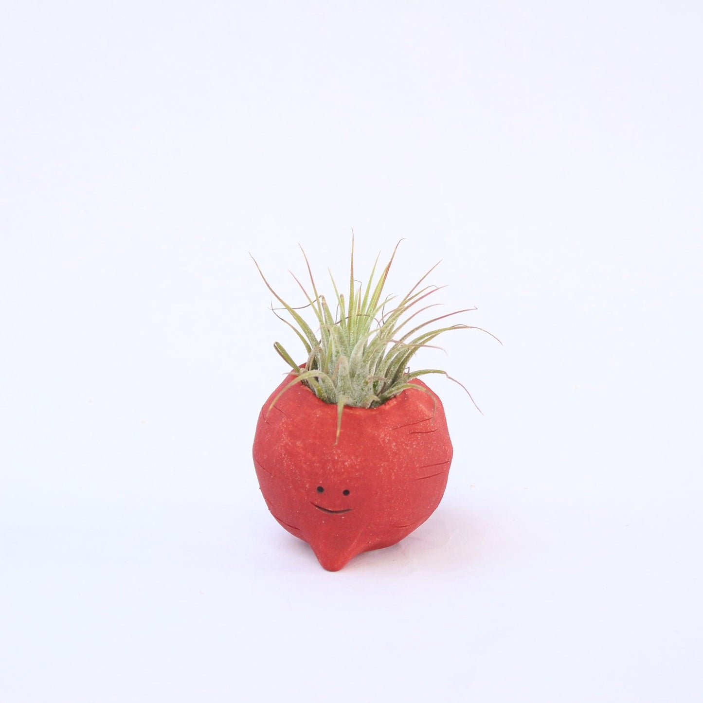 Beetroot Air Plant Holder Pot - Habulous