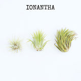 Ionantha air plant sizes and varieties