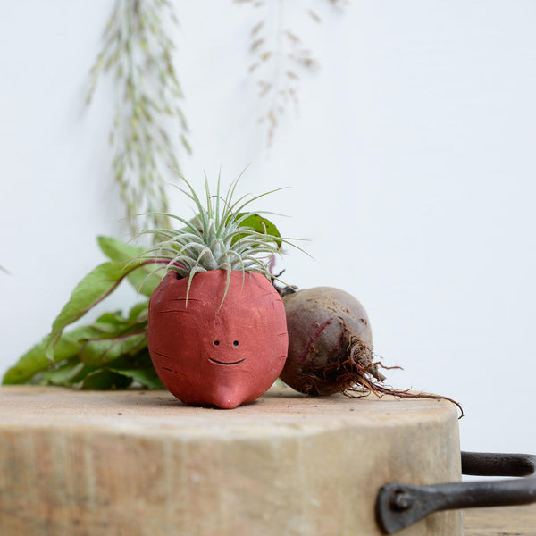 Beetroot Air Plant Holder Pot - Habulous