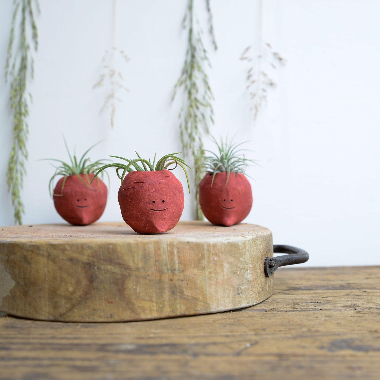 Beetroot Air Plant Holder Pot - Habulous