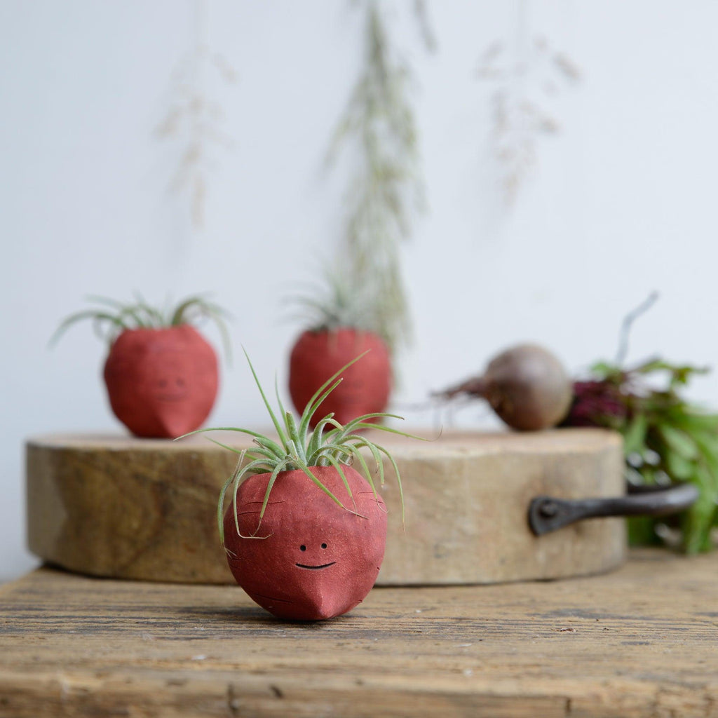 Beetroot Air Plant Holder Pot - Habulous