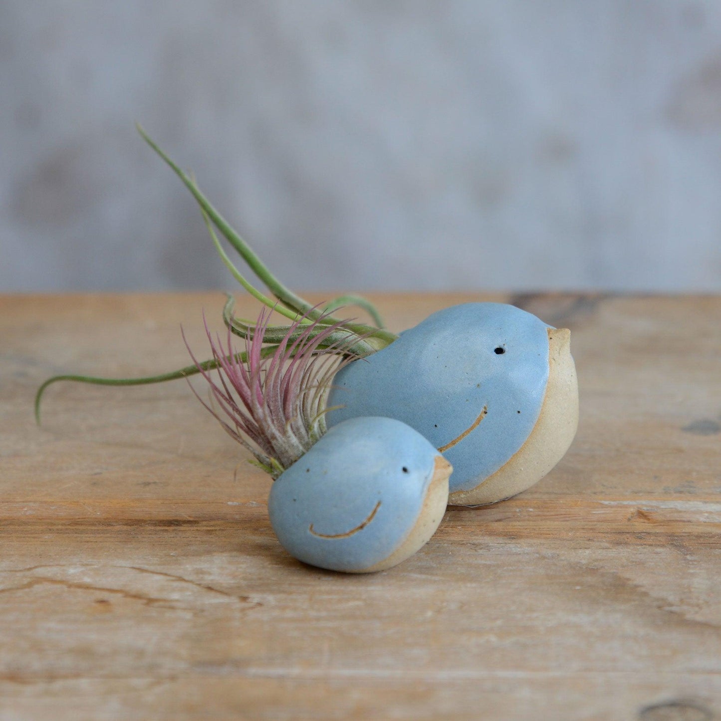 Bird Air Plant Holder in Cornflower Blue Stone - Habulous