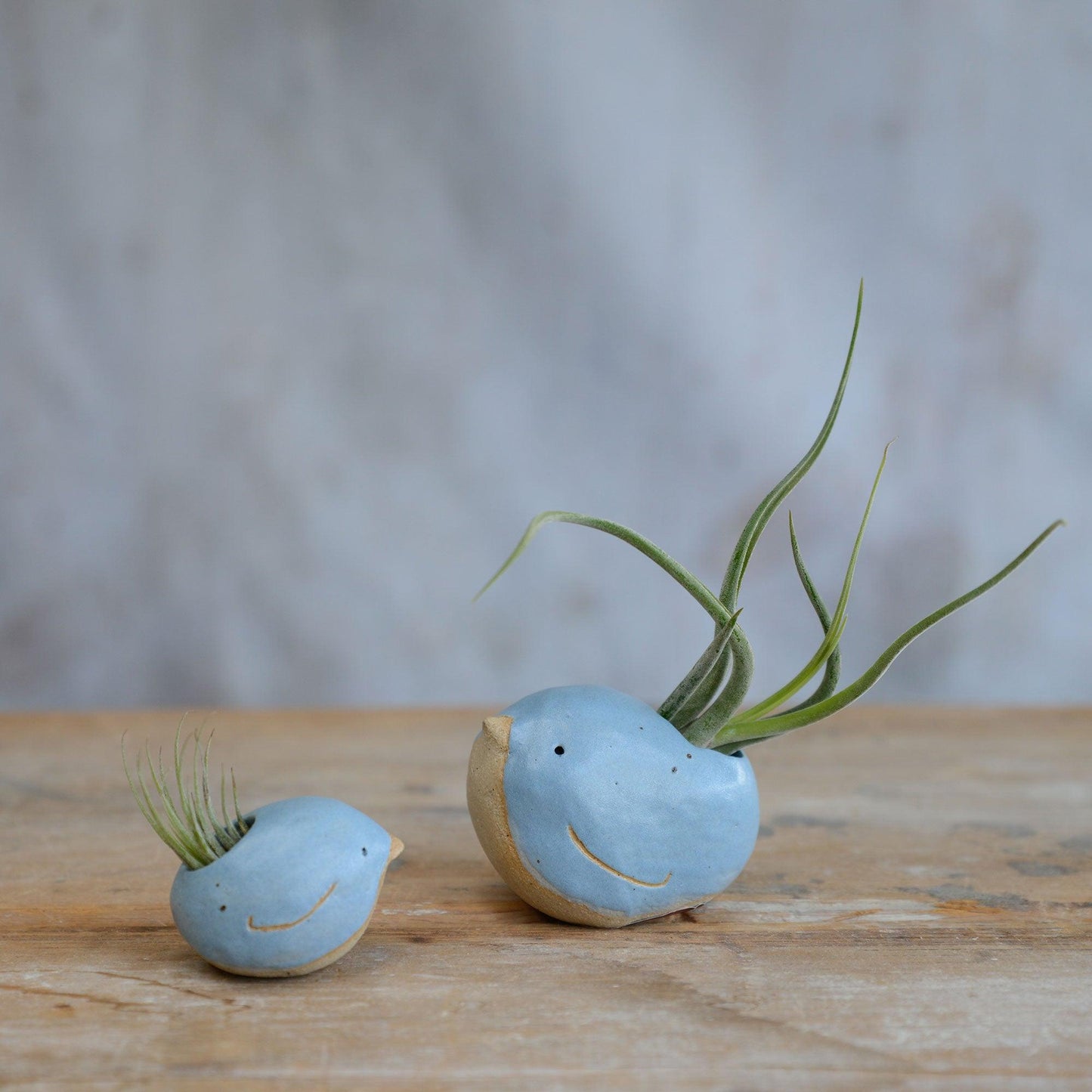 Alternate side view of birds and air plants