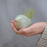 Large green bird with Ionantha tail in hand for size reference