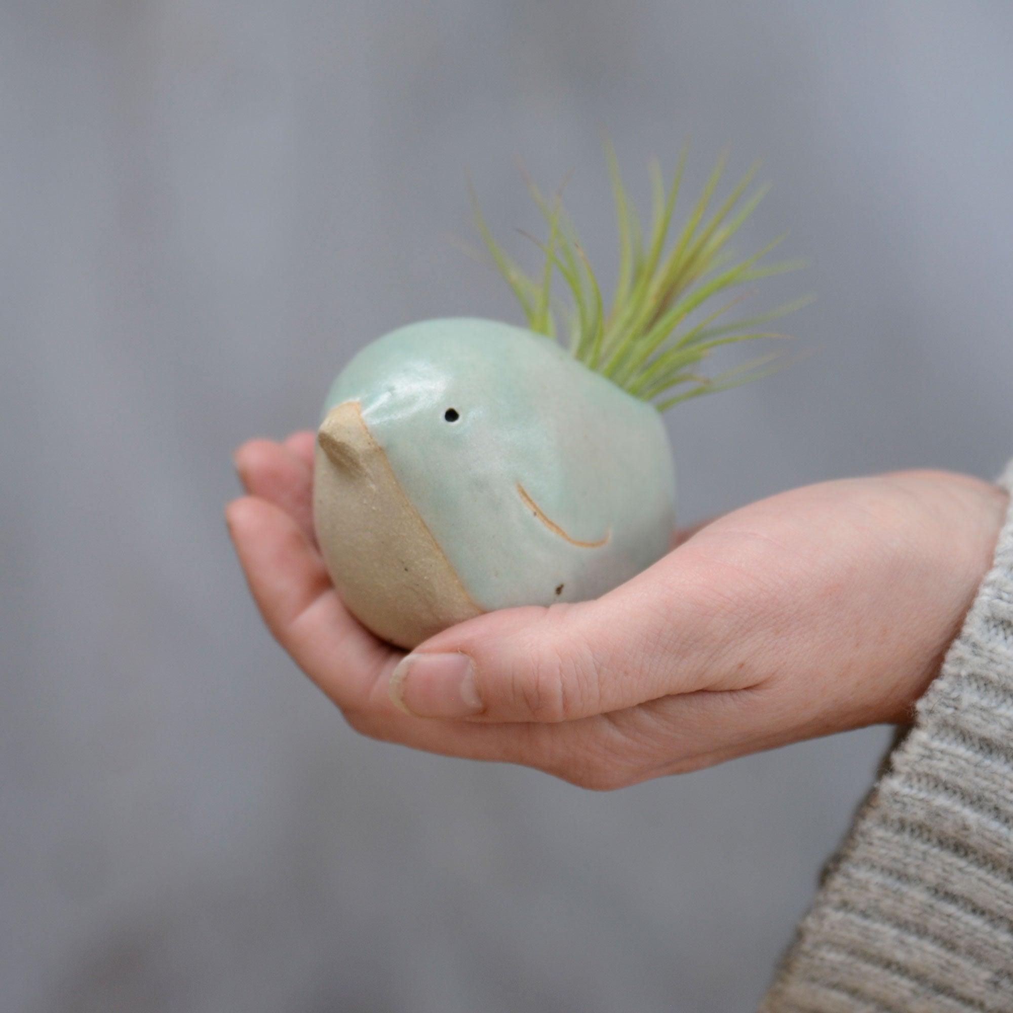 Large green bird with Ionantha tail in hand for size reference