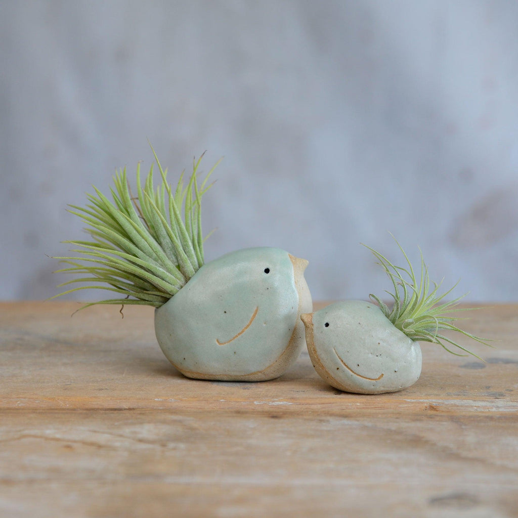 small pots for air plants Bird Air Plant Holder | Air Plant Holders