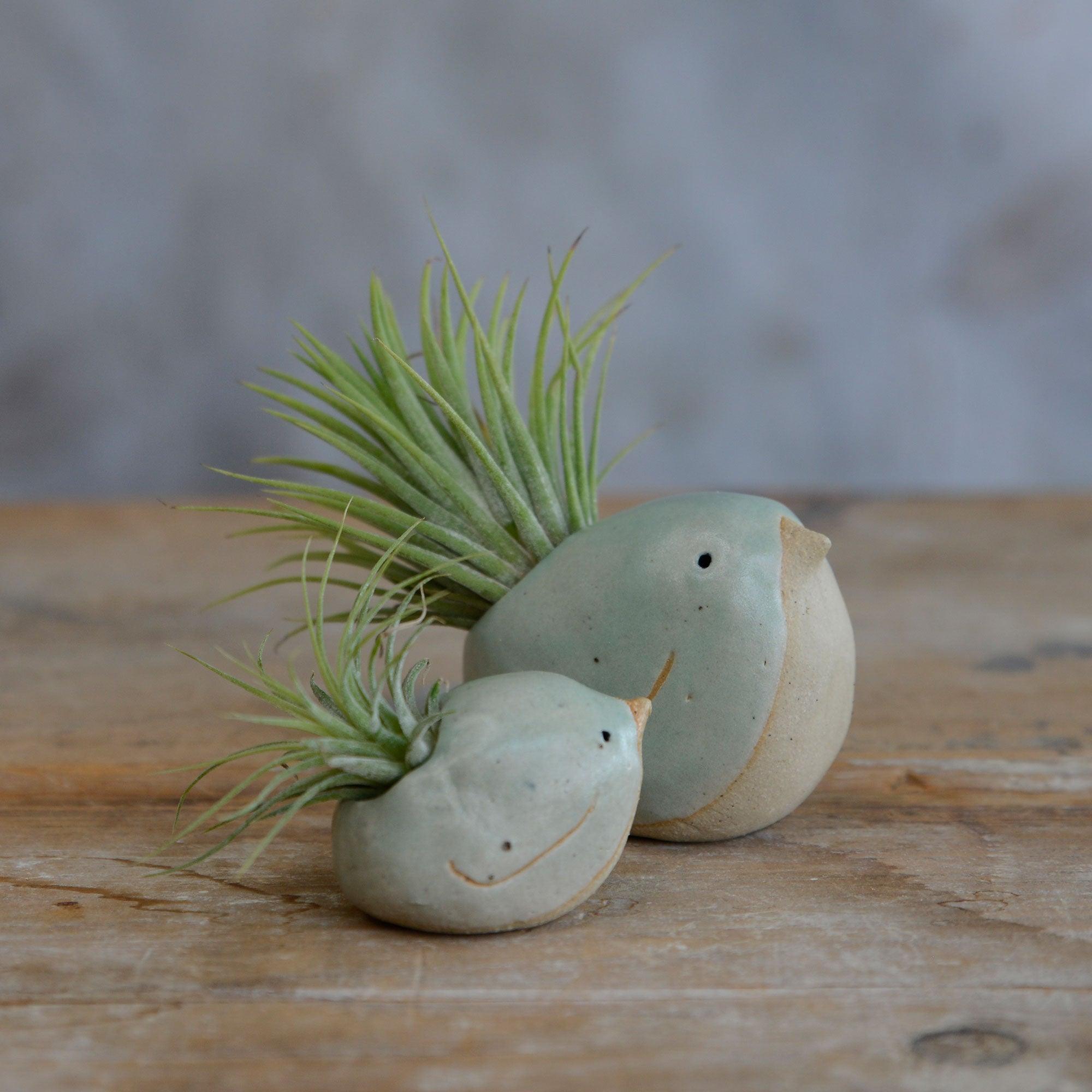 Side view of small and large green birds with air plants