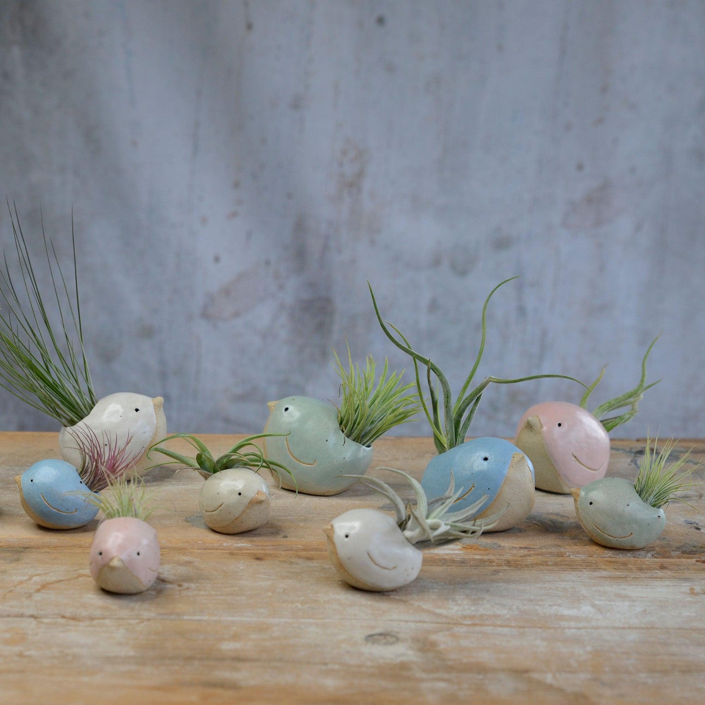 Collection of different coloured and sized birds with varying air plants