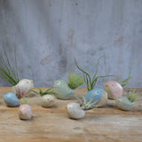 Collection of different coloured and sized birds with varying air plants