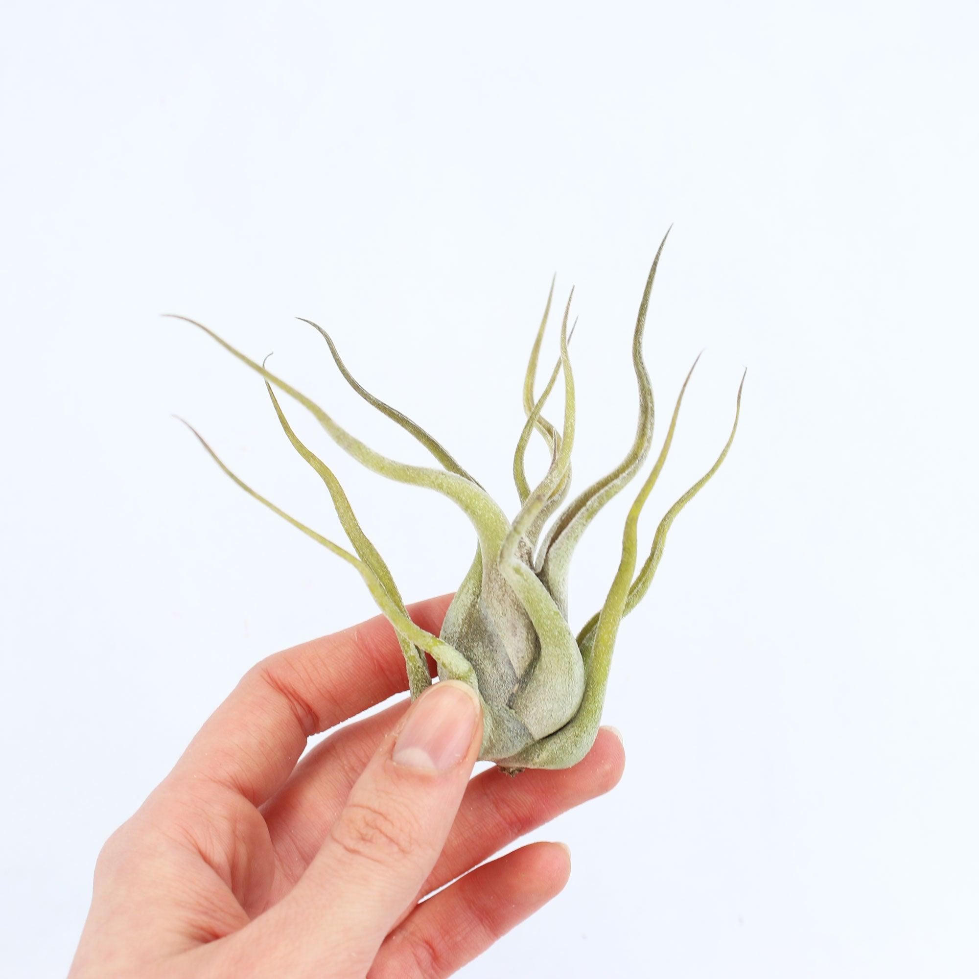 Caput Air Plant - Habulous