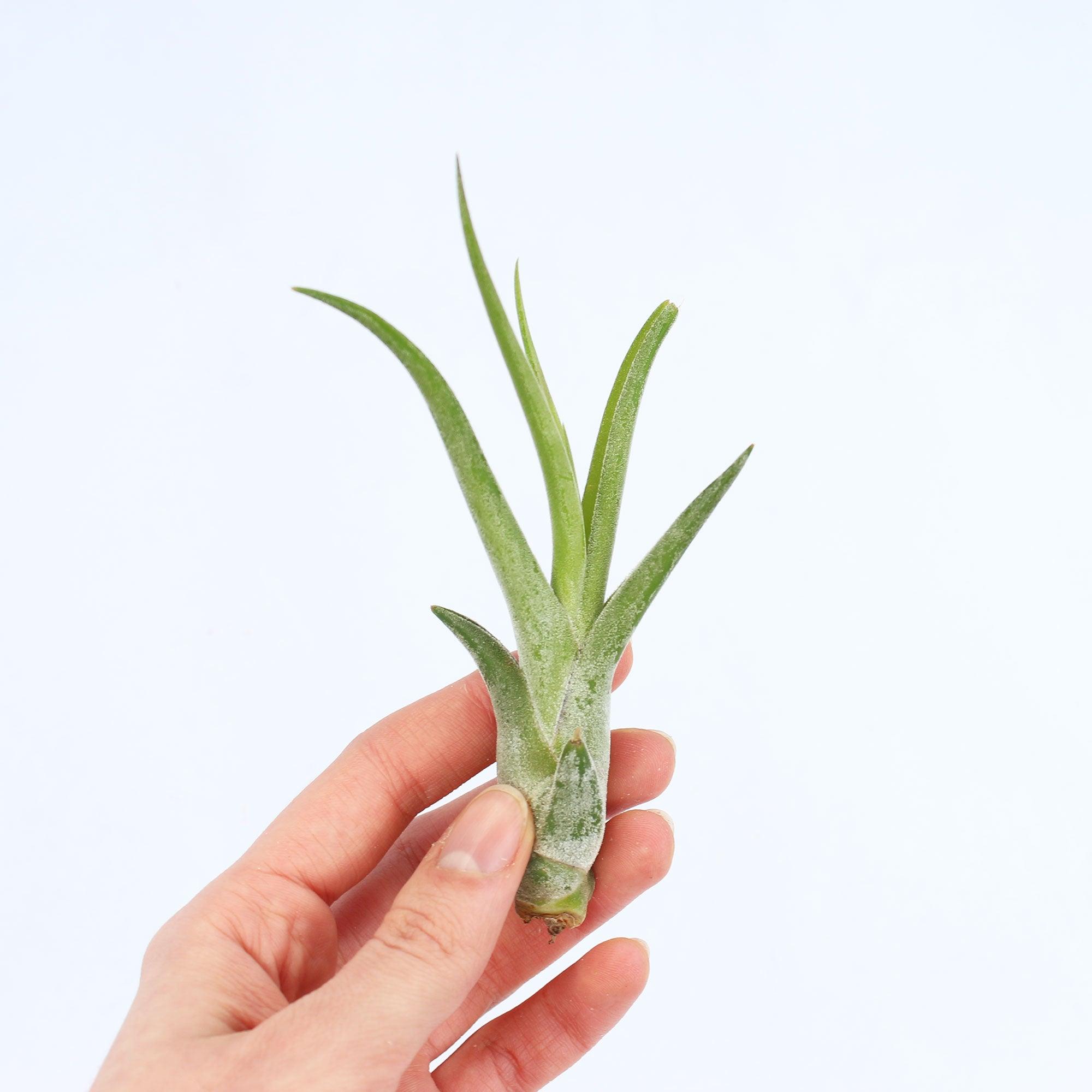 Caput Air Plant - Habulous