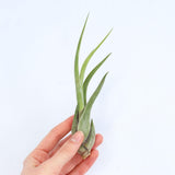 Caput Air Plant - Habulous
