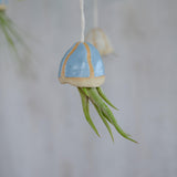 Cornflower blue shell with Caput air plant