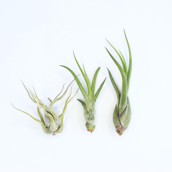 Caput Air Plant - Habulous