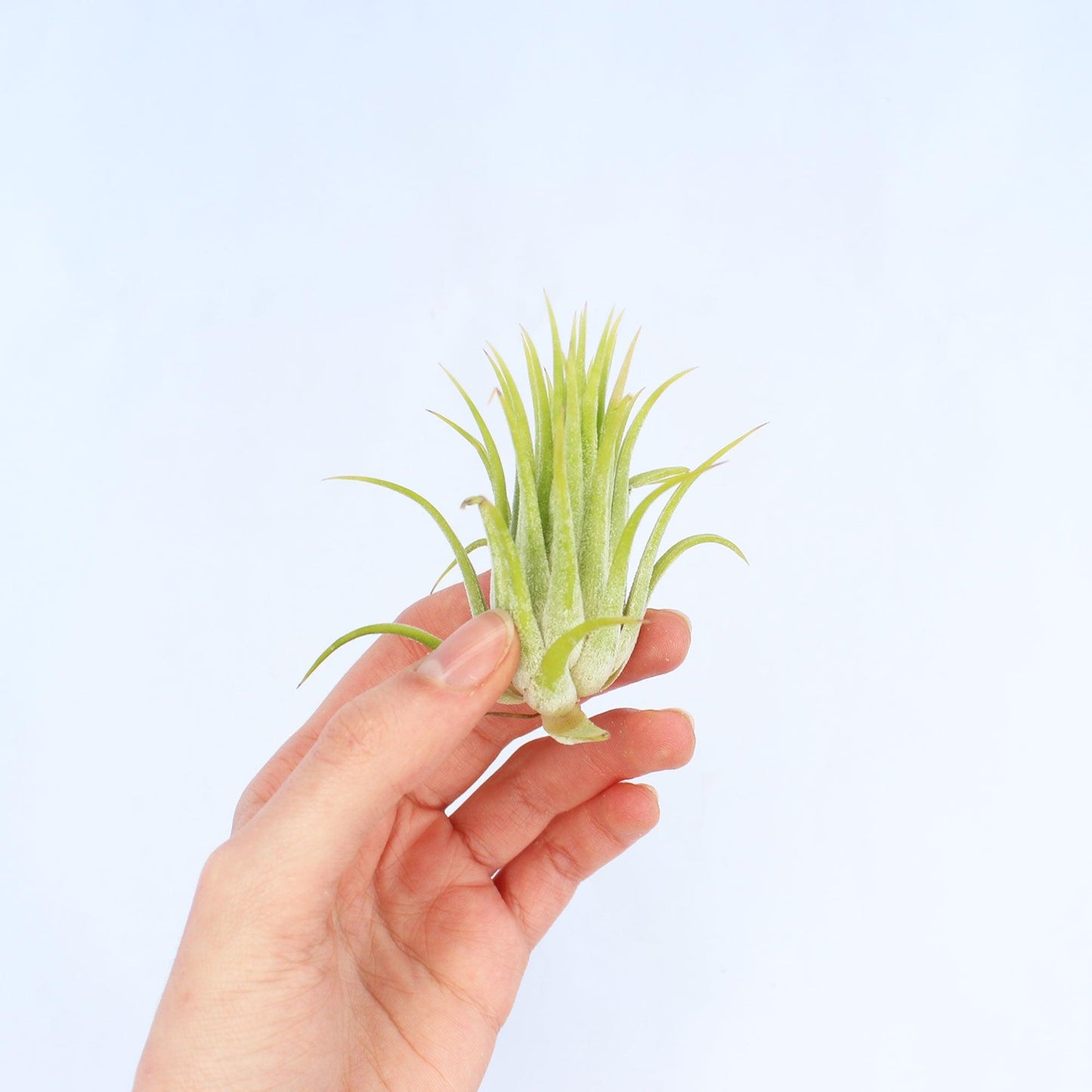 Ionantha Air Plant - Habulous