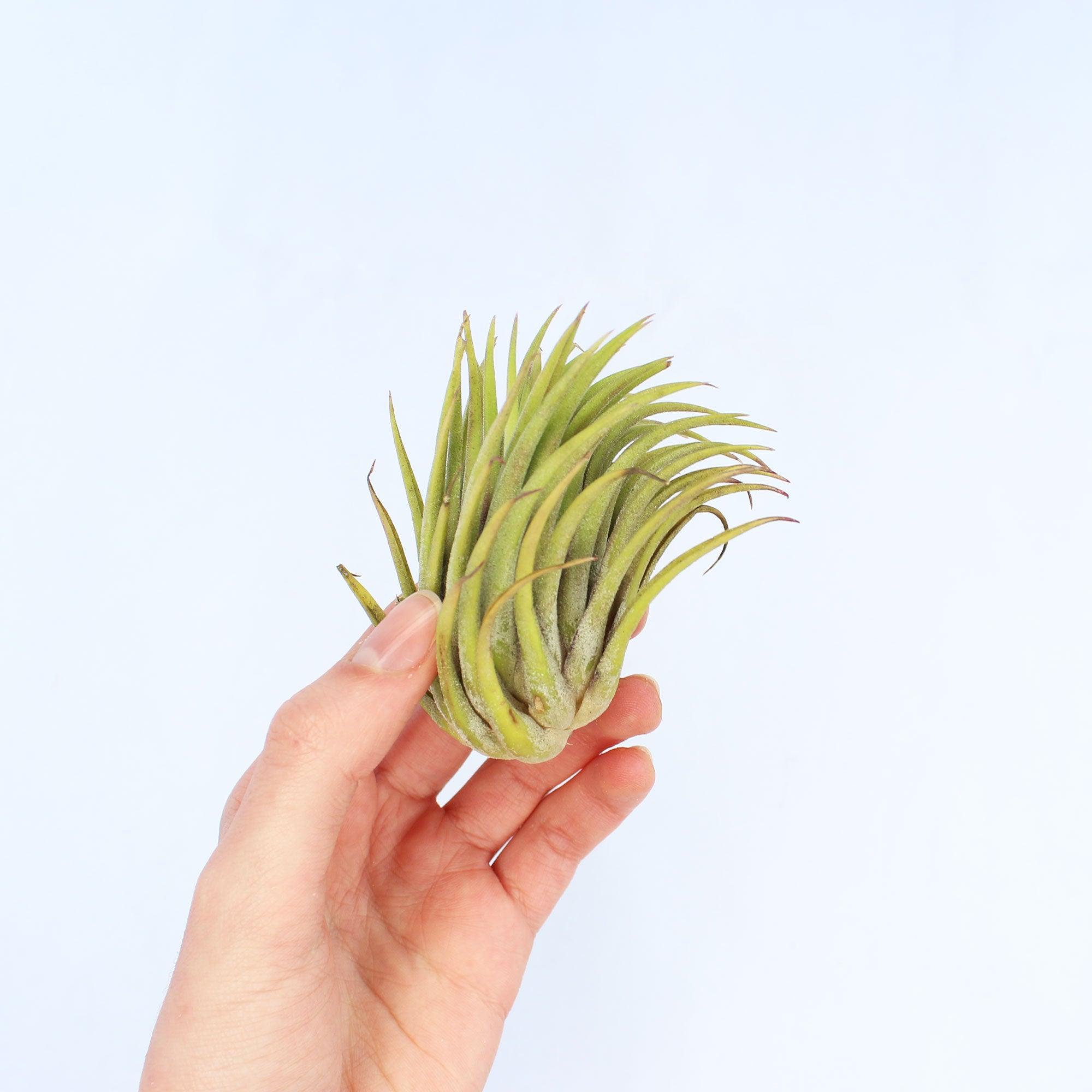 Ionantha Air Plant - Habulous