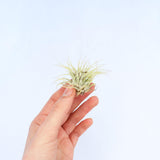Ionantha Air Plant - Habulous