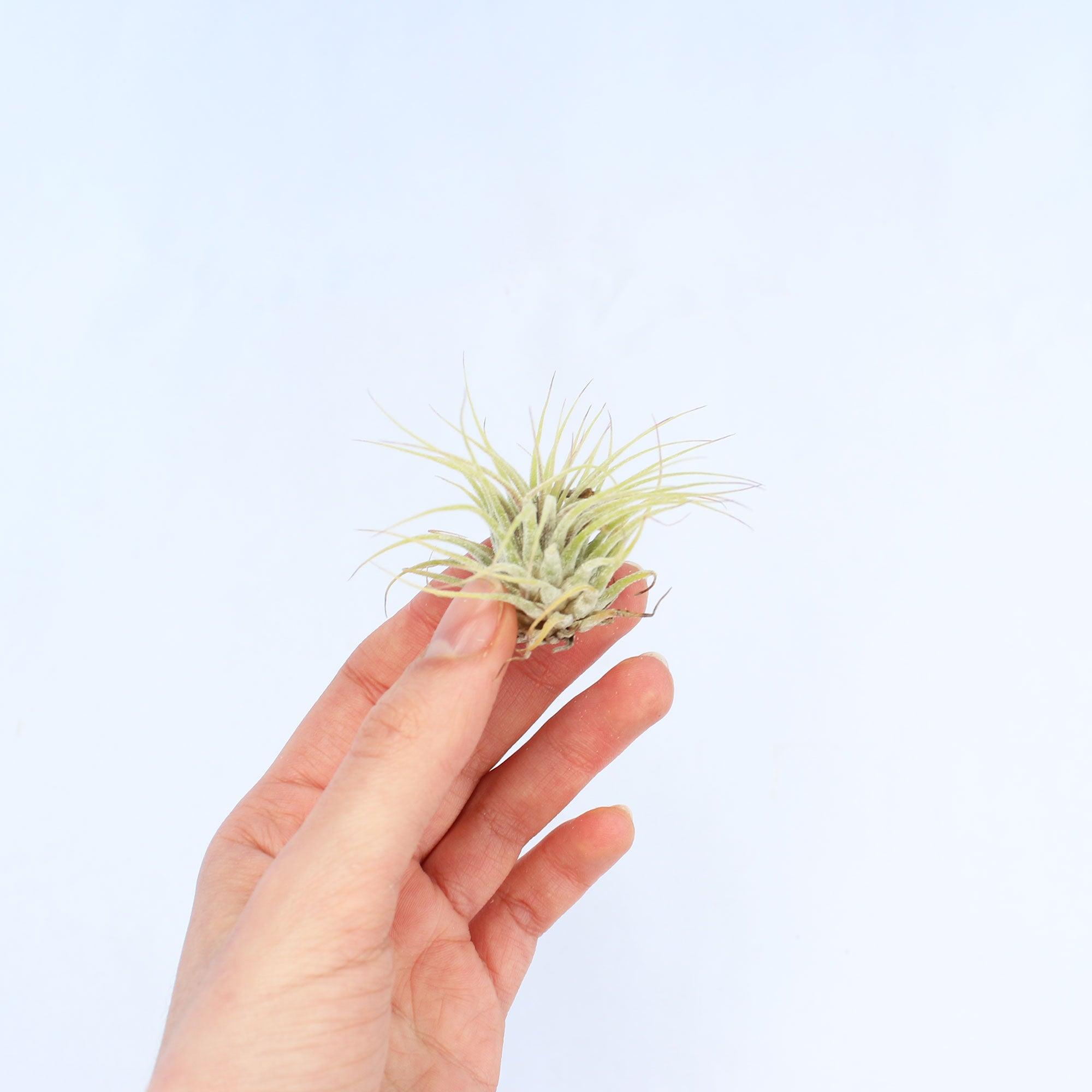 Ionantha Air Plant - Habulous